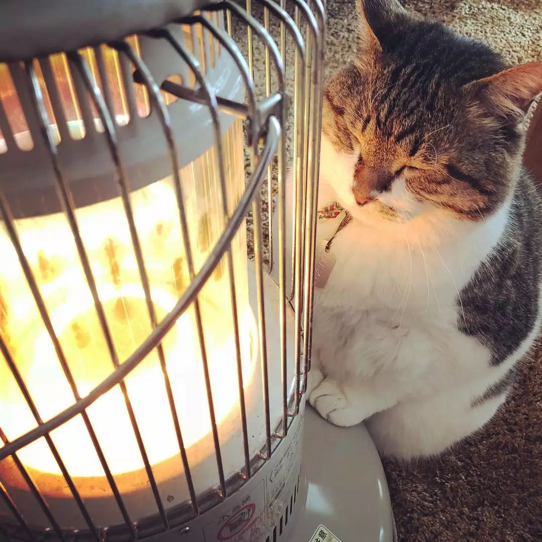 在火炉前取暖的喵星人,这一脸享受的样子看得心都化了