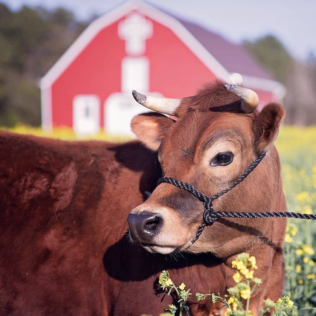 另类圣诞礼物,一只待宰的小牛,摇身一变成为了家养宠物
