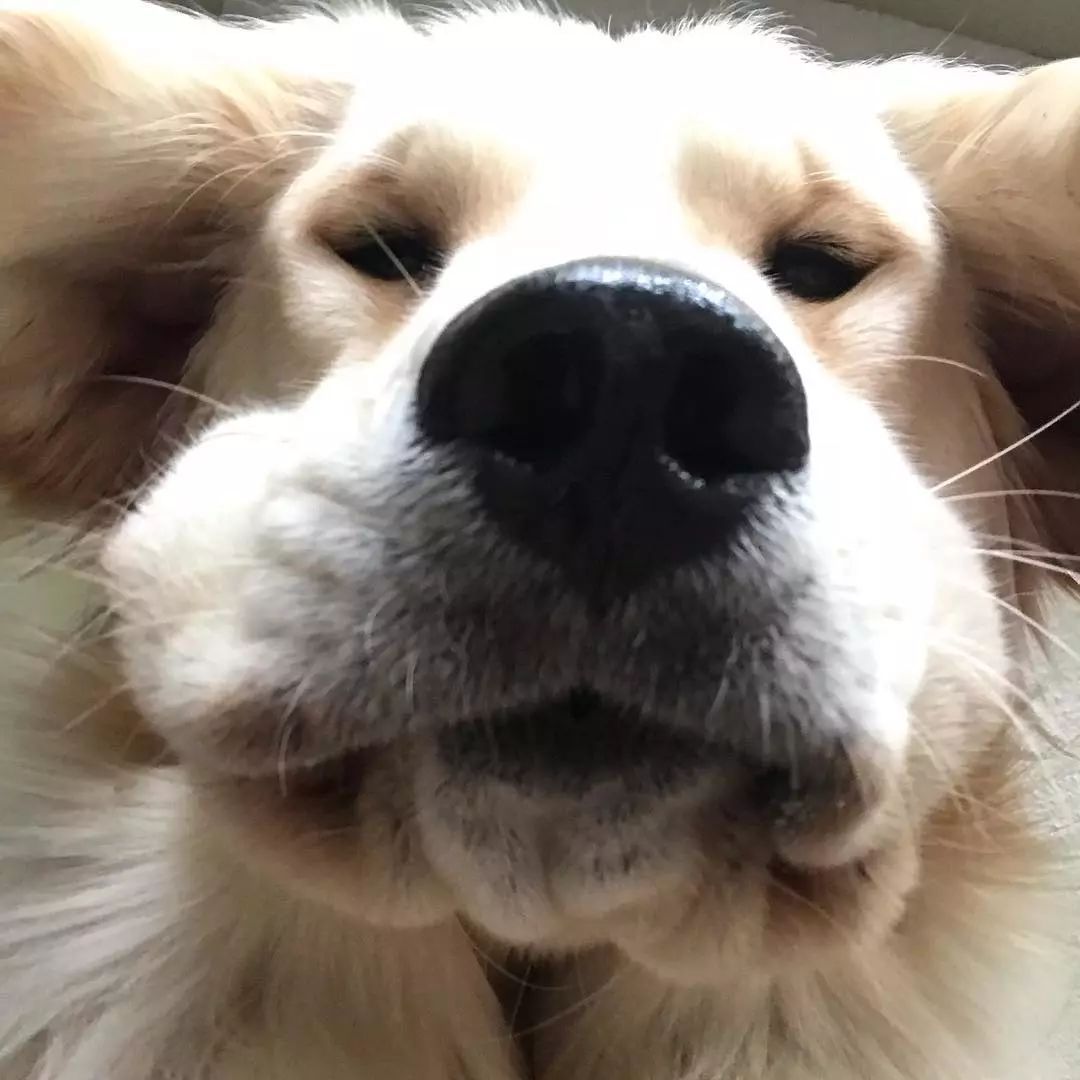 金毛|狗狗|相机_新浪新闻