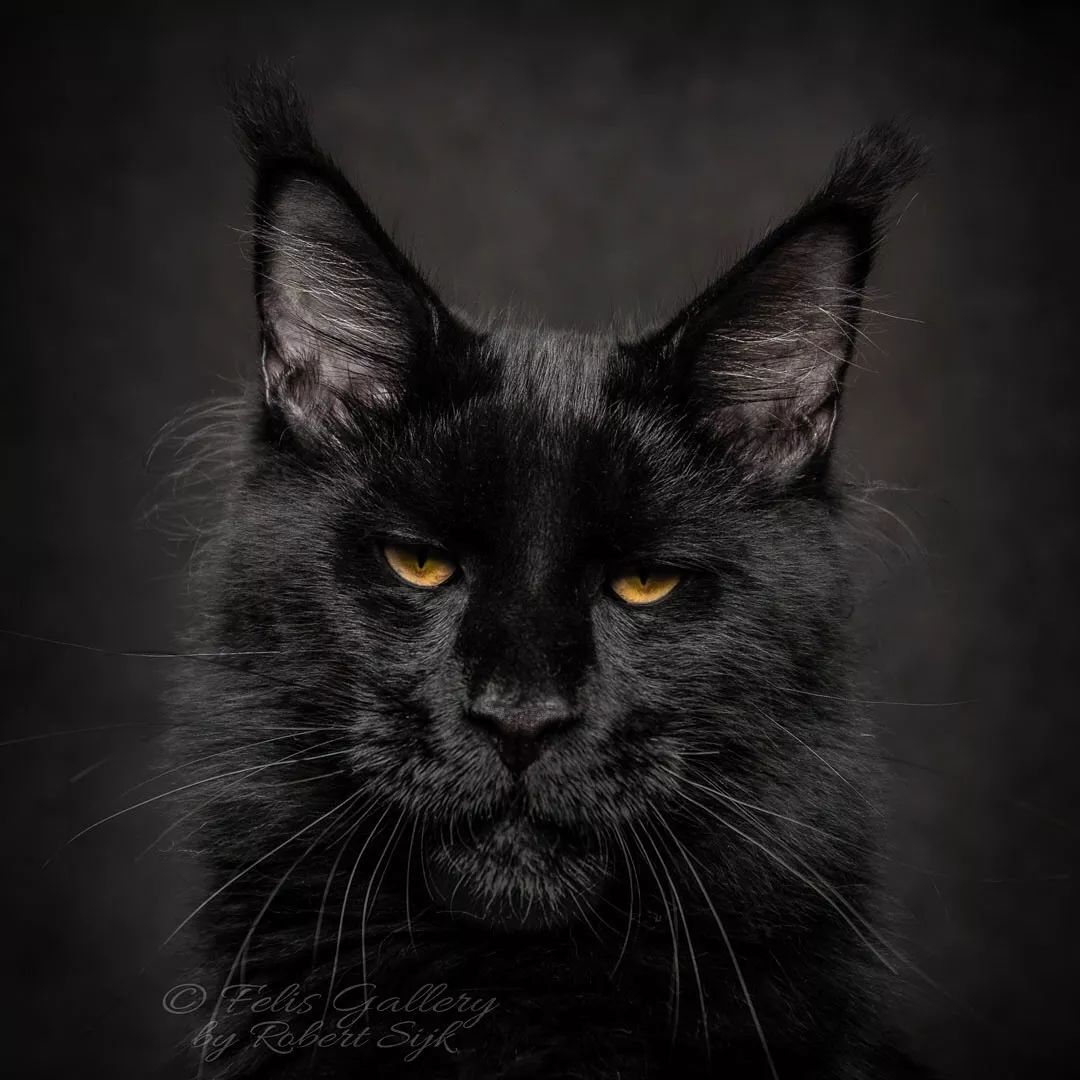 猫眼中还要透露出猫的情感他花费时间研究如何拍出美照拍摄猫咪们给他