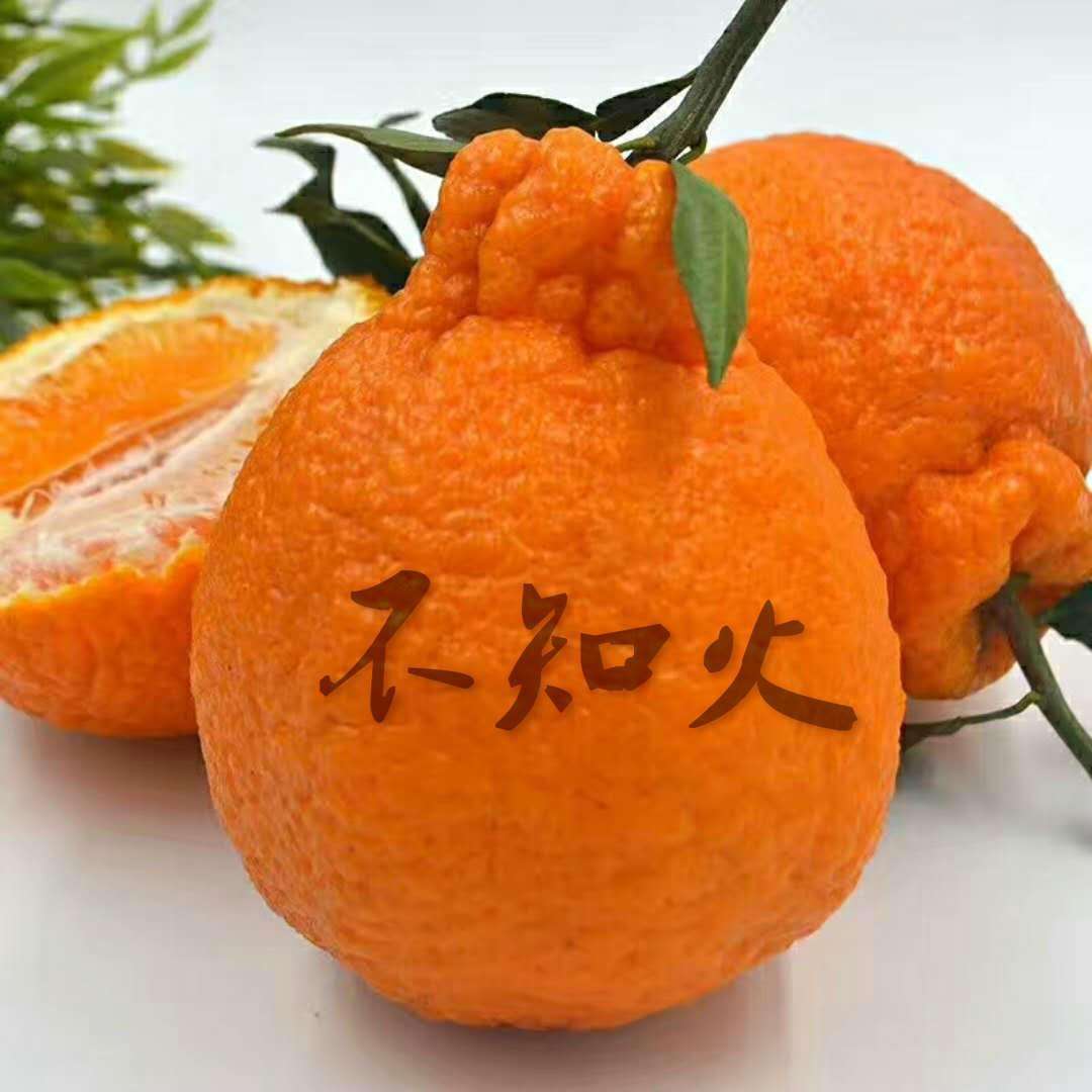 耙耙柑哪里最多(耙耙柑产地哪里最多)