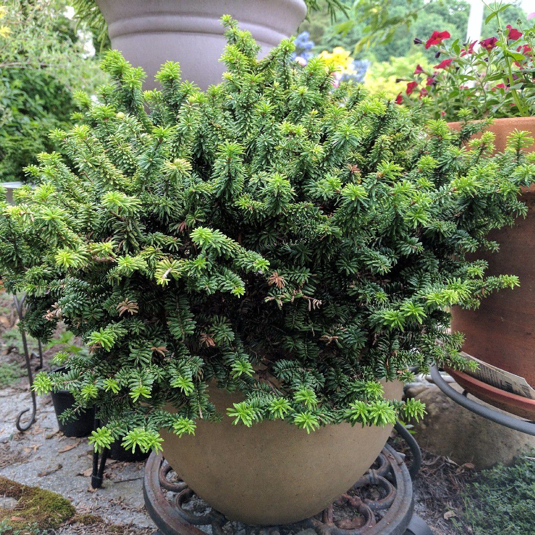 特别矮小的香脂冷杉,还能养成窗台上的小盆景植物_新浪新闻