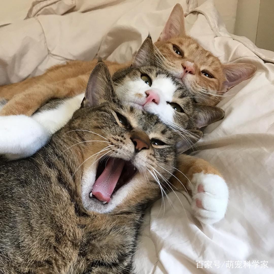 家里的3只猫咪爱叠在一起睡觉,主人拍下蠢萌睡姿,吸粉9万多
