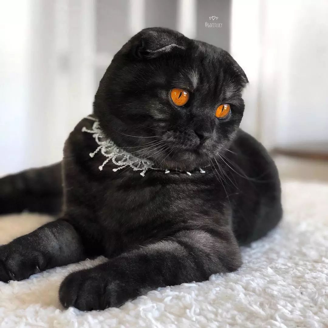 这个毛色的苏格兰折耳猫看着就自带高冷气场