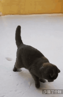 221_339gif 动态图 动图