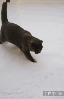 221_339gif 动态图 动图