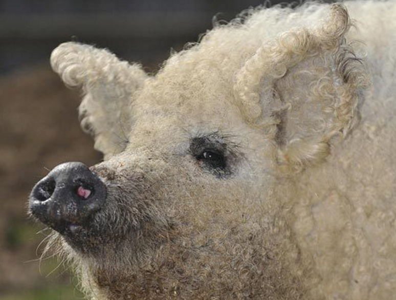 这是世界上唯一一种长卷毛的猪,来自匈牙利,论起价值十分昂贵