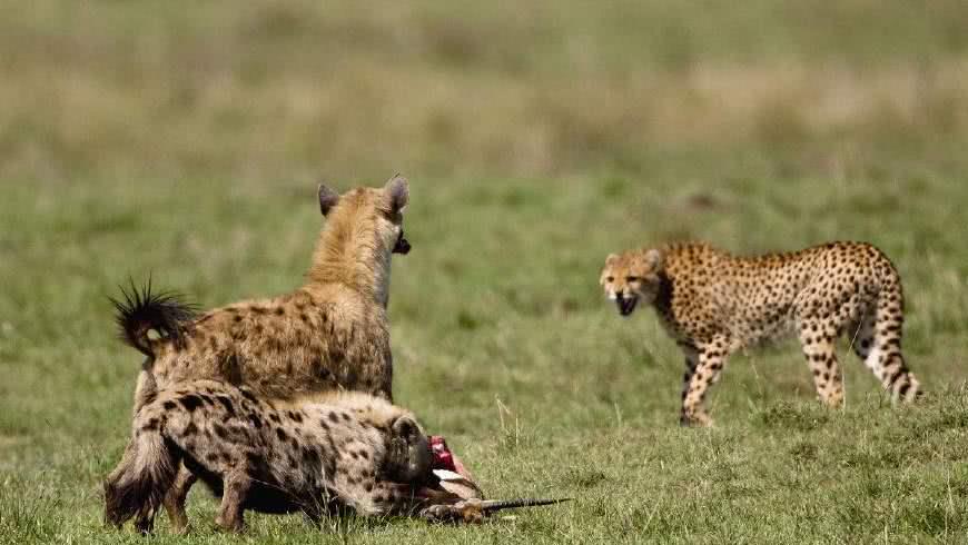 猎豹被四只鬣狗围堵,关键时刻逃上树,紧抱树干的样子太委屈了67