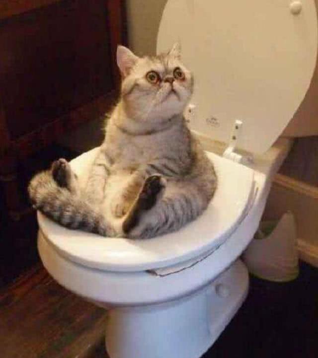 新房到底该装马桶还是蹲便器看了这么多网友总结总算知道答案