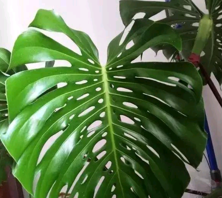 龟背竹气生根多了怎么办?植物长气生根是状态