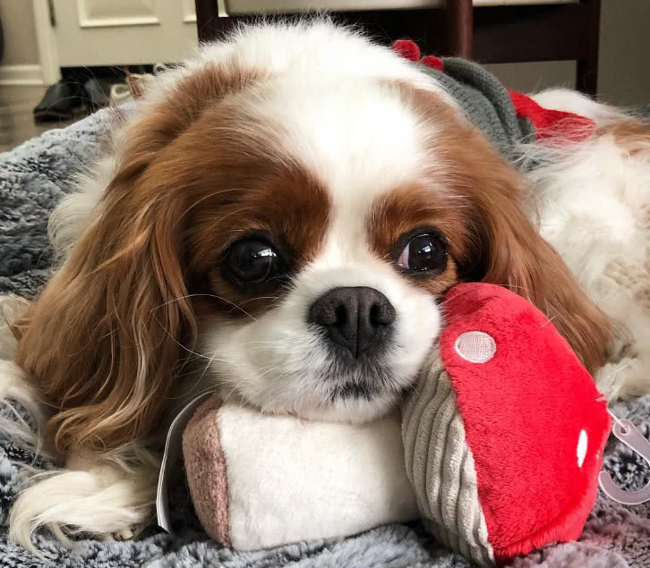 超可爱的查理王小猎犬大眼睛和长耳朵好像一对双马尾
