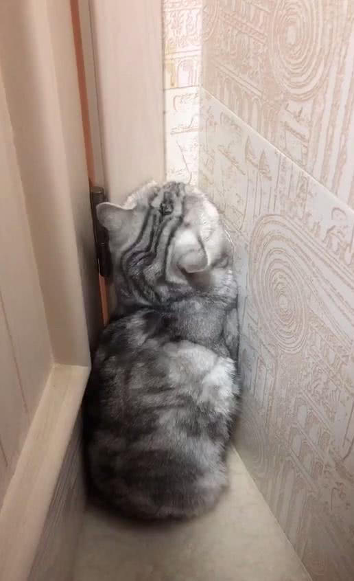 猫咪生气躲在墙角,主人用手摸猫时,猫还十分抗拒,猫:我生气了