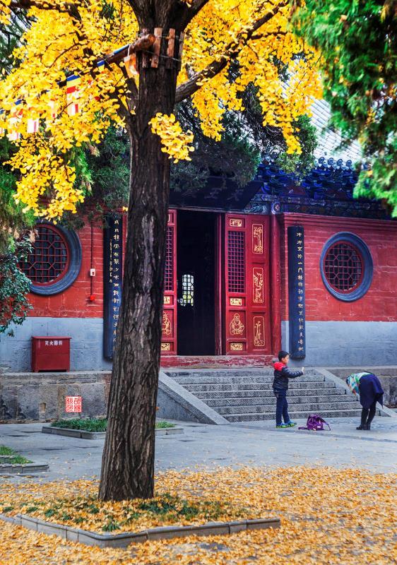 白马寺里银杏黄,去静静心顺便观赏一下?