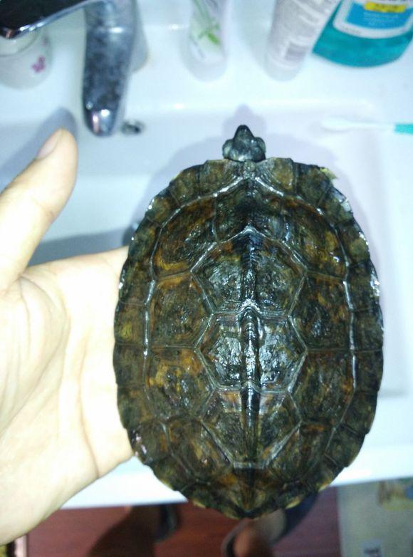 养龟的过来看！半水龟类龟宠科普