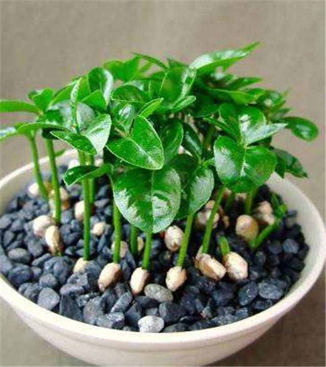 然后可筛选出饱满的种子,把干瘪和个头小的种子丢弃,这样柚子盆栽才能