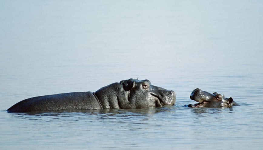 大象大战河马,只为救出他们的宝宝