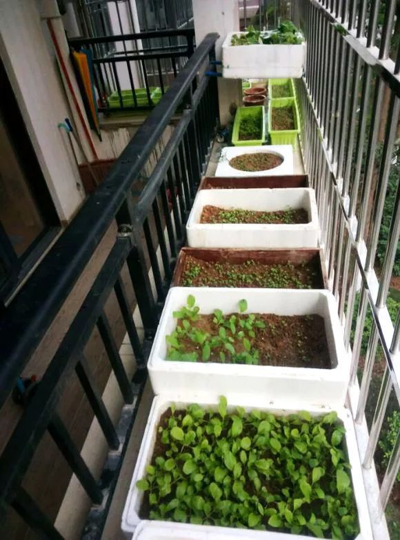 为上班族定制的阳台小菜园秘籍,拿铲便能掌握阳台种菜的奥妙!