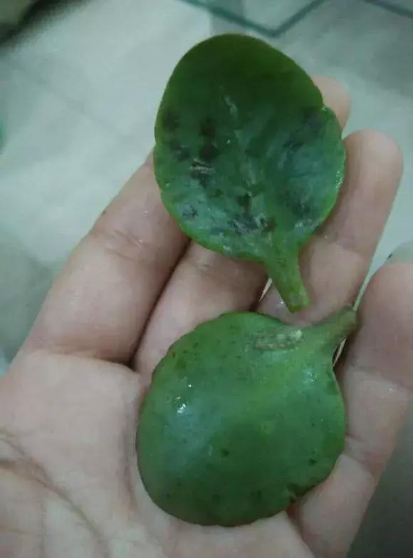 长寿花叶片厚实浓绿,正常情况下光滑,平整,偶尔有些老叶子出现黄叶