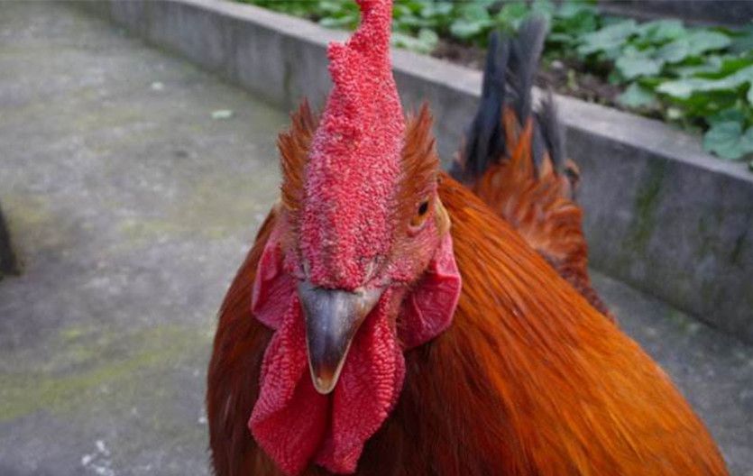 农村老人常说十年鸡头胜砒霜那鸡冠能吃吗有没有毒
