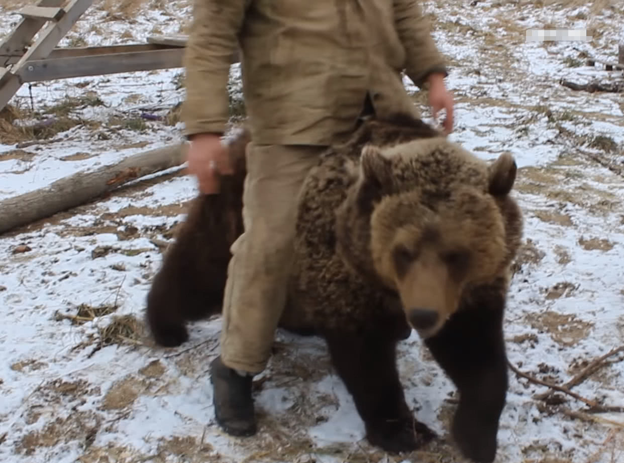 棕熊误闯营地,俄罗斯人一把拽过来当马骑,熊:放我走行不