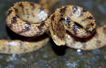 钝头蛇又名台湾钝头蛇, 是游蛇科中钝头蛇属内的物种之一