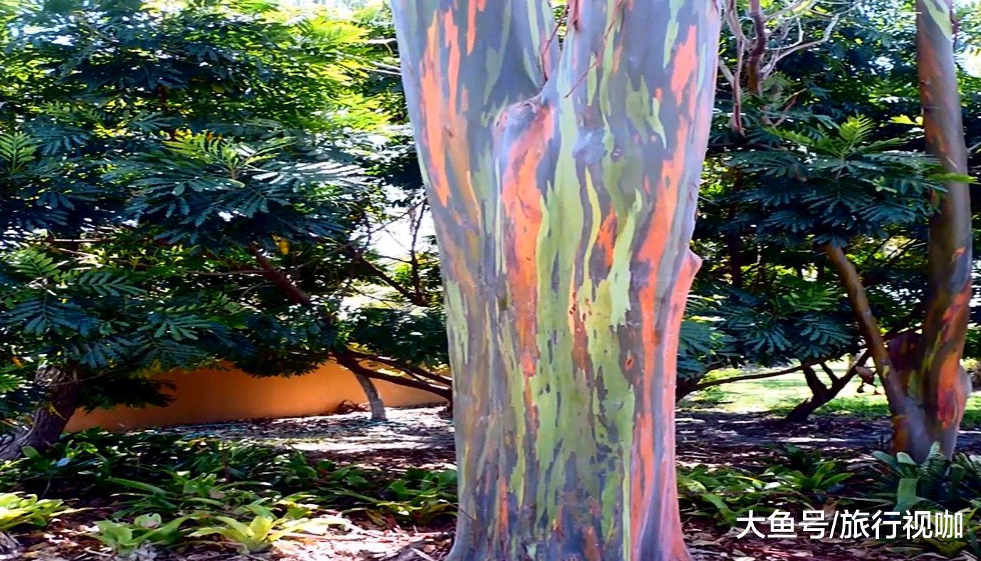 自然界最"神奇"的树木, 五颜六色好似彩虹, 惨遭人类砍伐
