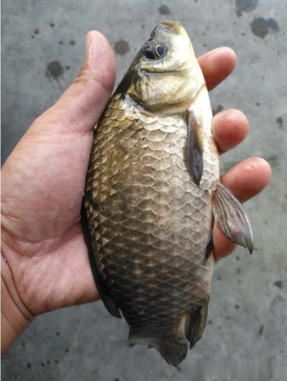 这7条冬钓经验,专钓半斤以上的大板鲫,建议新手收藏!
