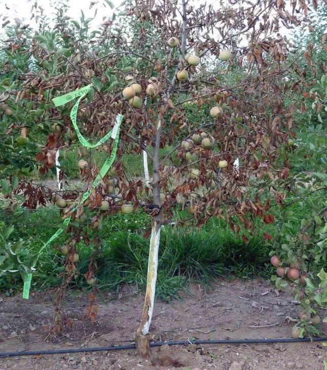 美国大量苹果树莫名其妙死亡专家正在争分夺秒研究还没出结果