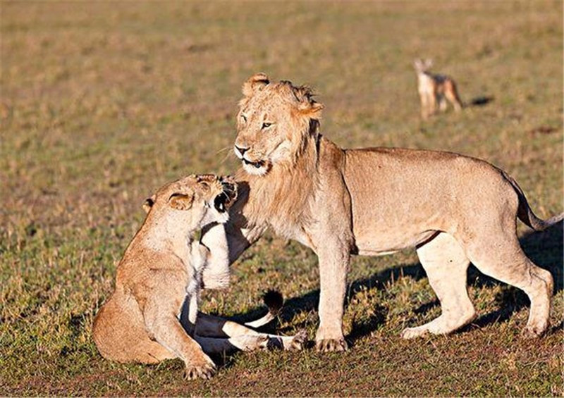 俩狮子吃饱后开始打架,却被不远处的胡狼抢了镜,画面好逗趣|胡狼|母狮