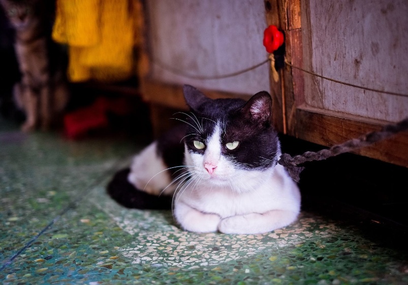 喵星人中个性十足的几种猫咪,奶牛猫,狸花猫,美短各有什么特点