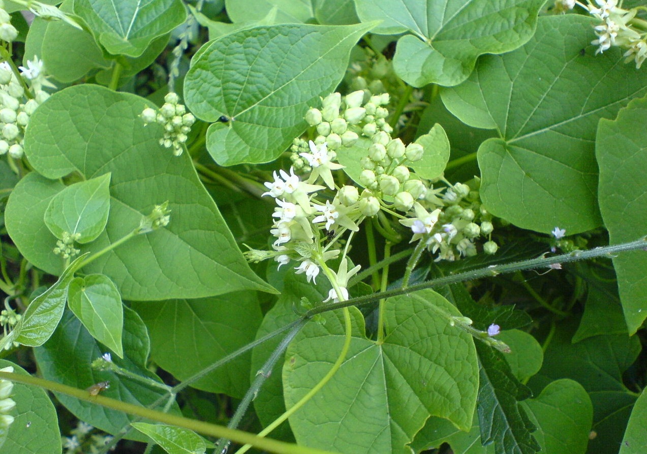 农村寻常的一种野草,诗人借它传情,药用价值不输枸杞和金银花