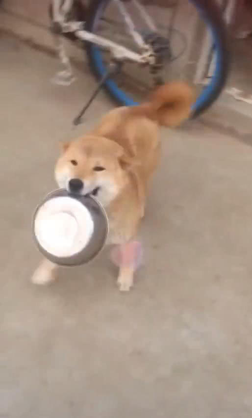 柴犬嘴里叼着盆,脸上笑意盎然,柴犬:主人,你是不是忘记了啥?