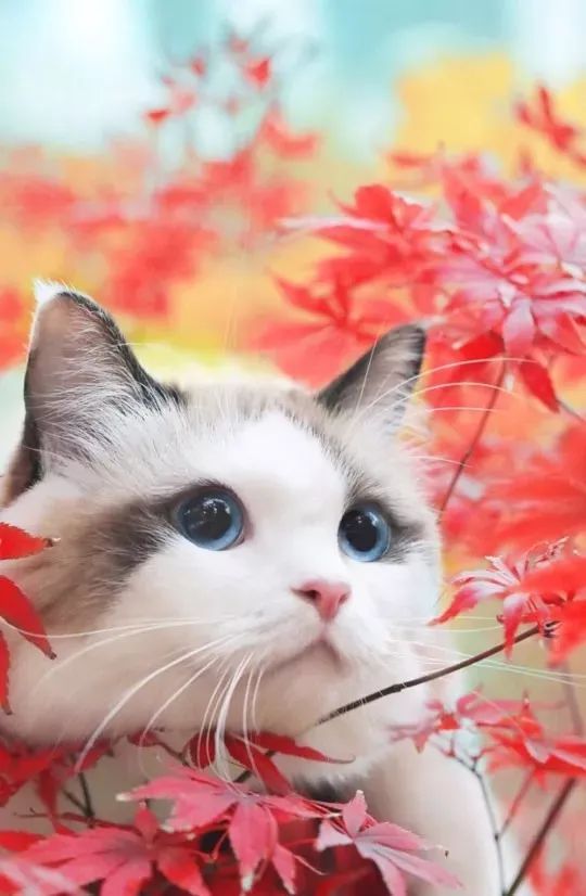 美图欣赏 萌宠猫咪照