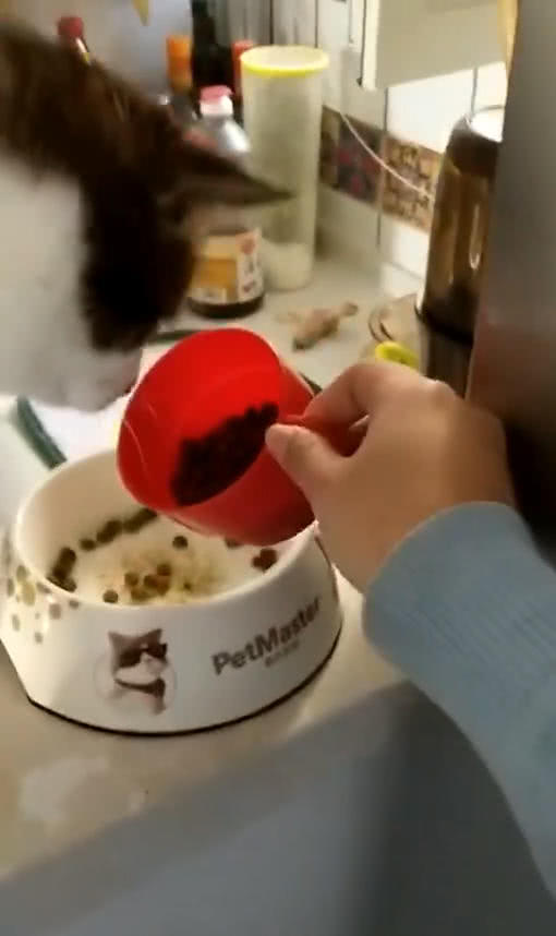 主人给猫倒猫粮后,猫不放心去检查,喵:我看看你有没有私藏