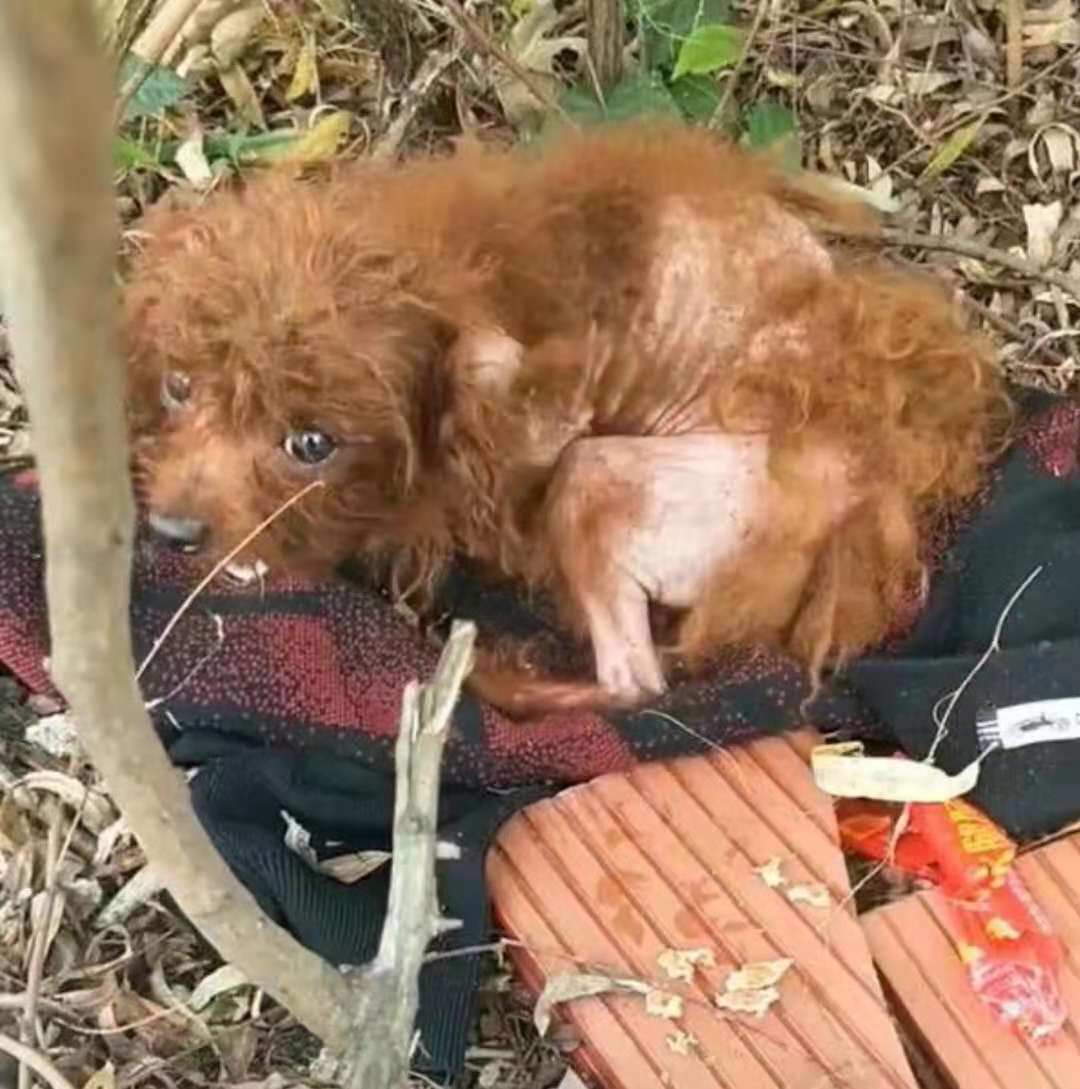 小泰迪被丢弃在路边,害怕地蜷缩着,好心人走近一看很是心疼!