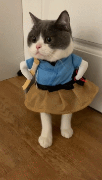 P8ZU-hrseche2768506.gif