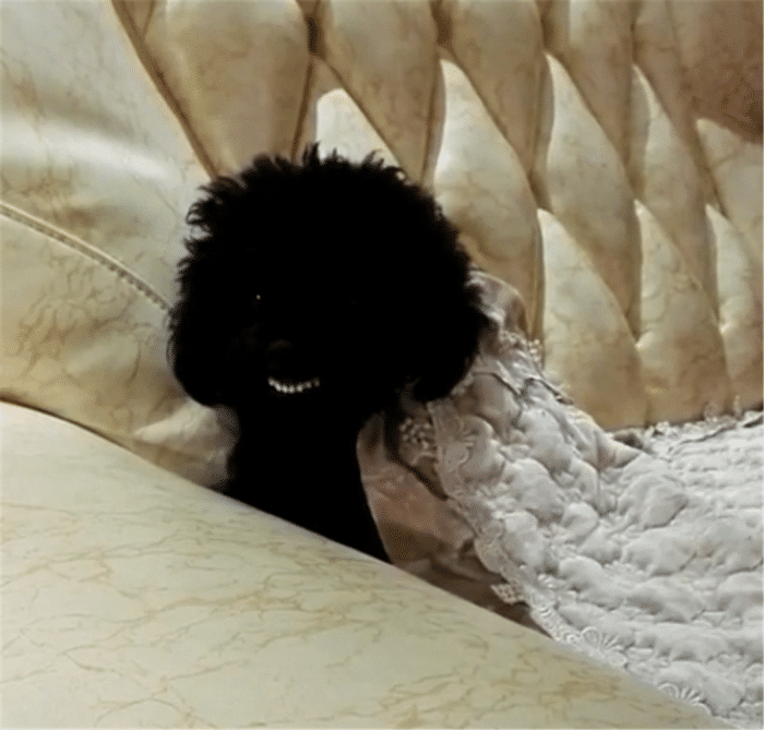 主人养了一只黑泰迪,每次看到狗狗笑,都会被逗得肚子疼