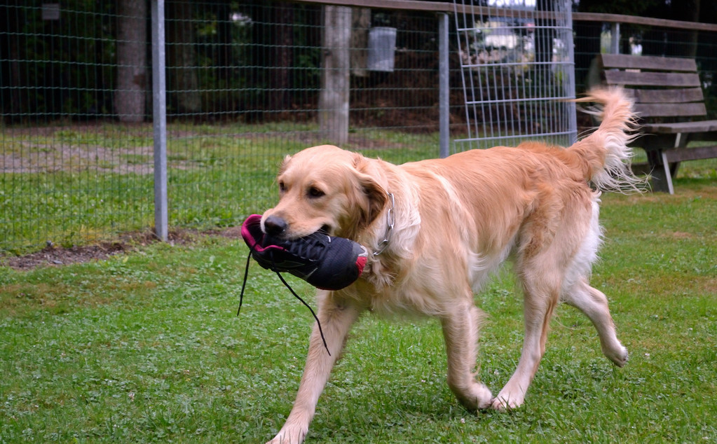 一般装瘸的狗狗是因为主人很少陪伴,或者很少跟狗狗互动,所以狗狗才会