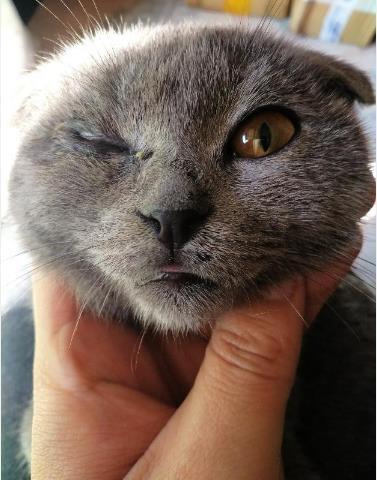 独眼猫流血哭泣,无人敢领养,4岁孩子的话却给了它