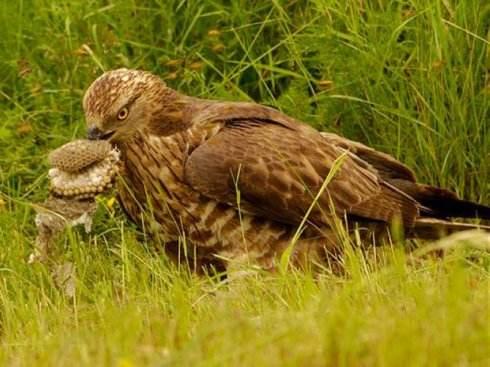 世界上头最"铁"鸟,自带盔甲免疫伤害,把马蜂当零食!