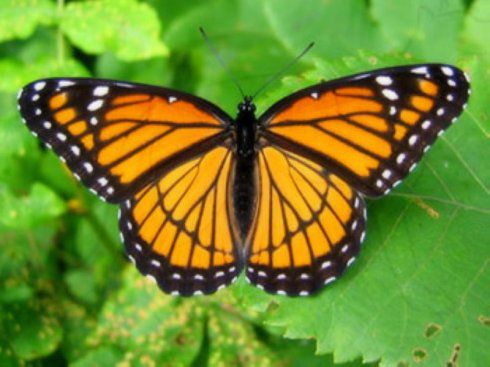 研究发现随着气候变化马利筋草将对帝王蝶的生存造成威胁