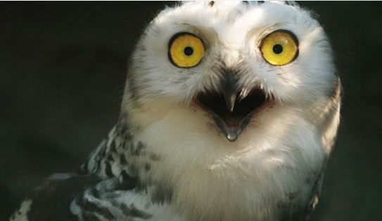 当动物恐惧的时候是什么样?表情一个比一个亮,网友:全是戏精!