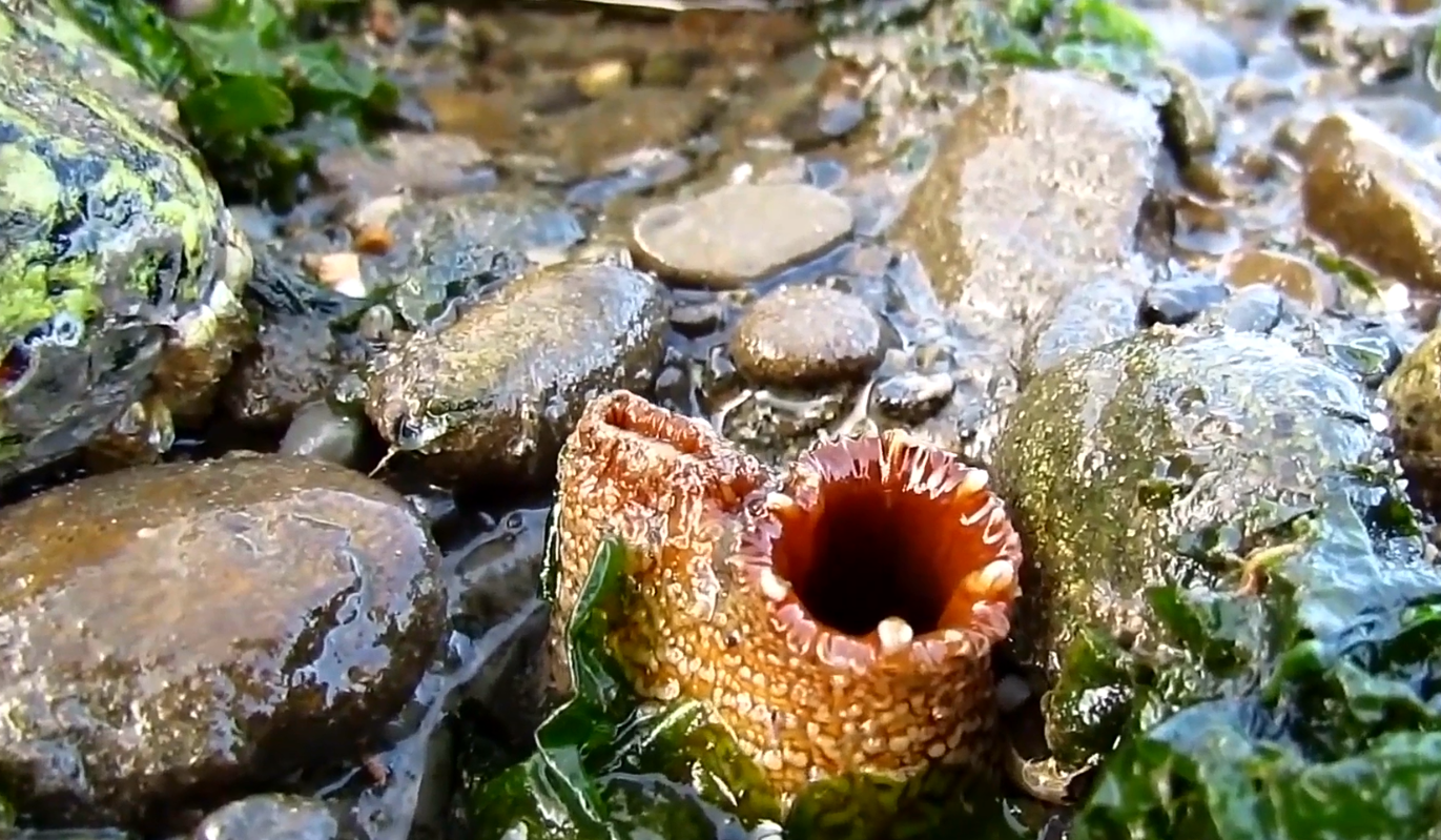 最狠生物,为了生存不惜一切代价,找到栖息地,就会吃掉自己脑袋|海鞘