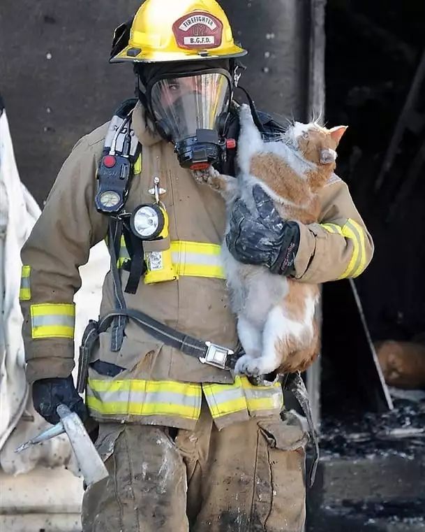 即使小小的生命也不能放弃:那些消防员与他们救出猫咪们的合影