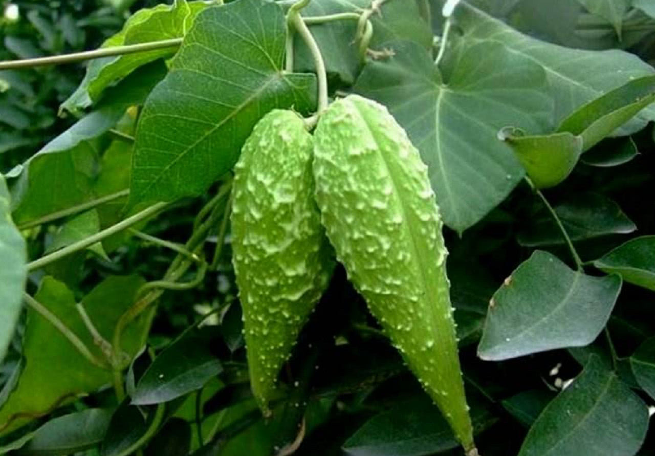 农村有种植物叫"麻雀棺材",见到记得一定要摘回家,有惊喜|草药|麻雀