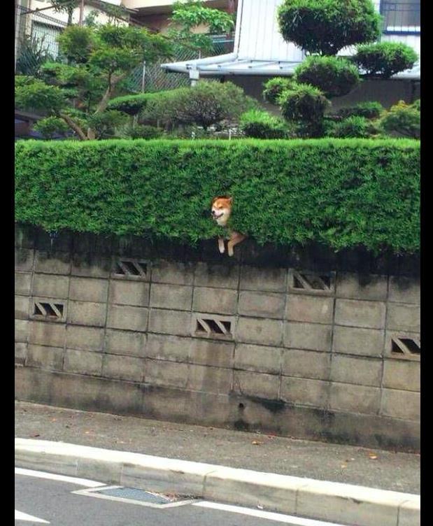 网友发现一只柴犬卡在了绿化带上,一脸绝望的表情:快救我下来!