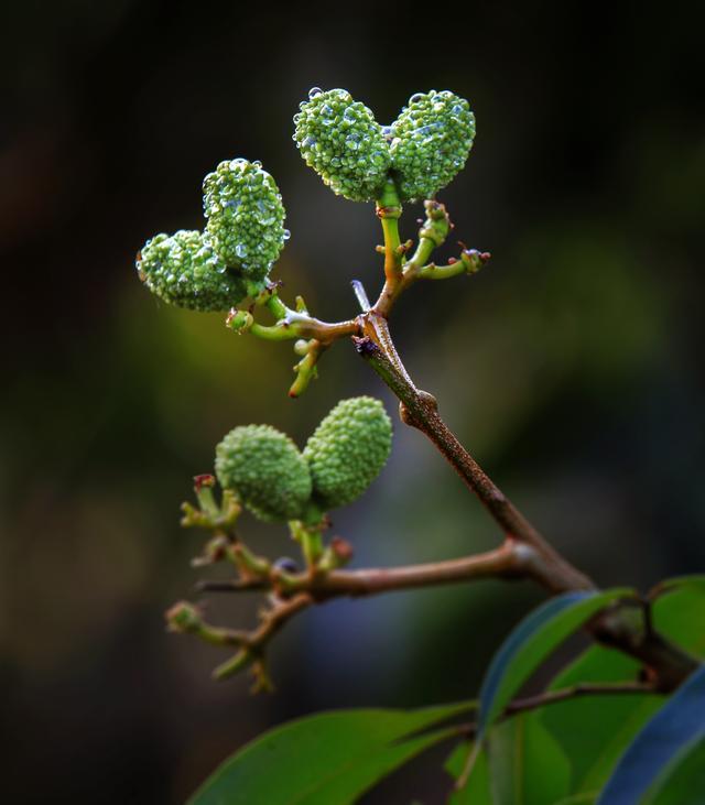 陆侨无核荔枝