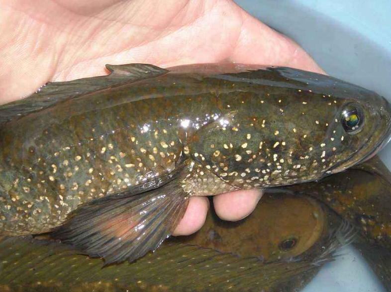 曾经农村人的美食,如今野生几乎很少见,这五种鱼你还记得吗?