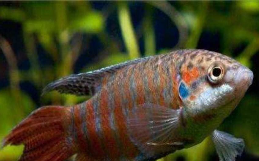 农村"菩萨鱼",是农村娃的玩具,如今珍贵稀少,你们还记得吗?