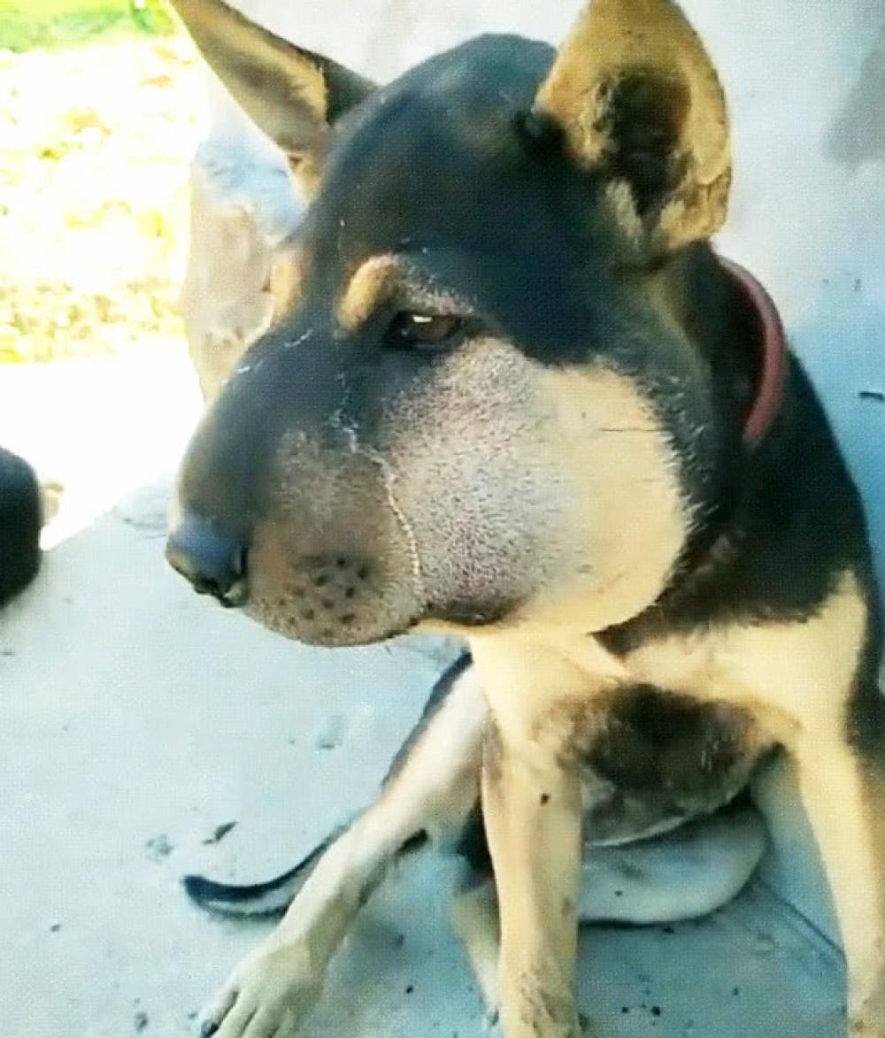 狗狗招惹蜜蜂, 结果脸被蛰成气球, 一脸生无可恋缩在墙角发愣